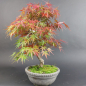 Preview: Bonsai - Fächerahorn, Acer Palmatum Arakawa